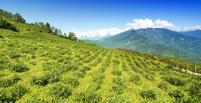 Temi Tea Garden